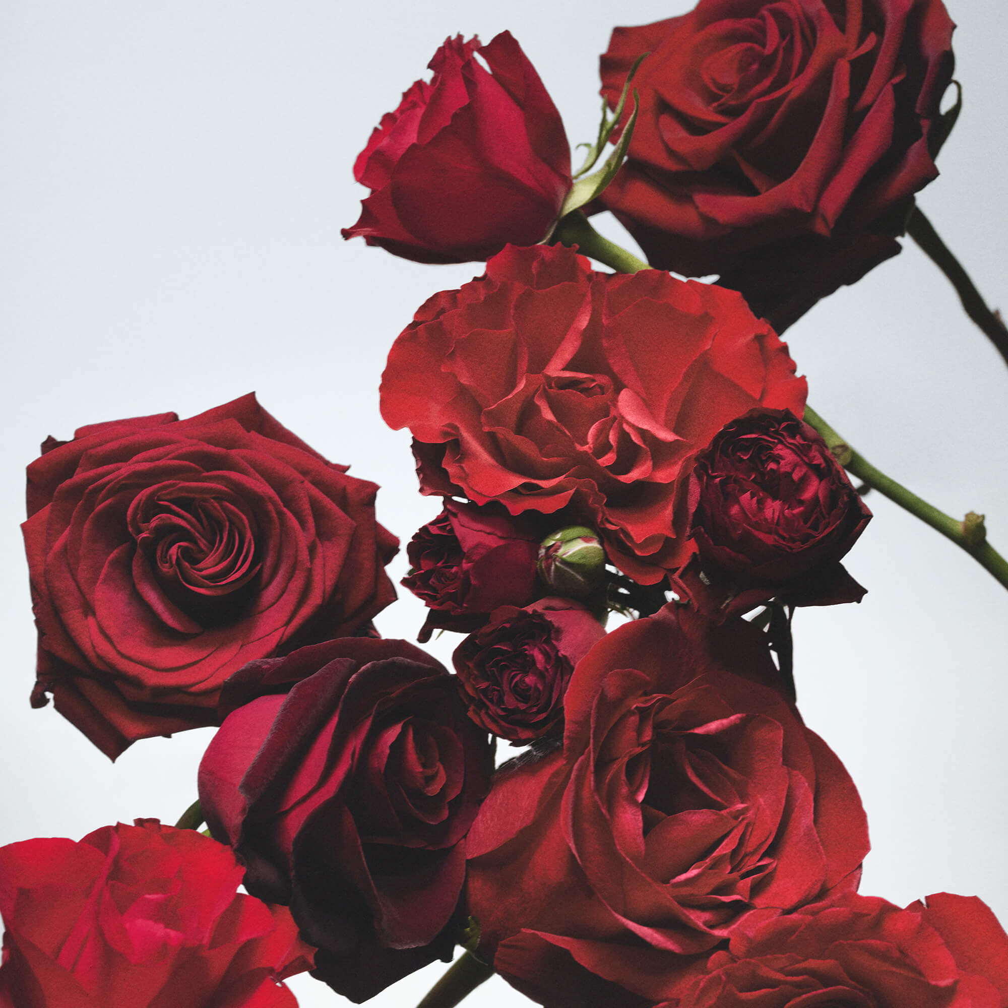 Jo Malone London Red Roses Diffuser Jarrolds, Norwich