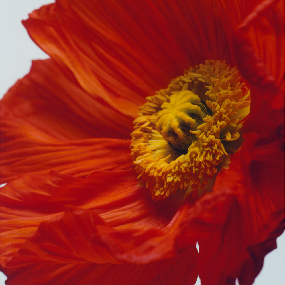 【9割5分残り】 JO MALONE SCARLET POPPY 71QR6SLy6GL._AC_UF894,