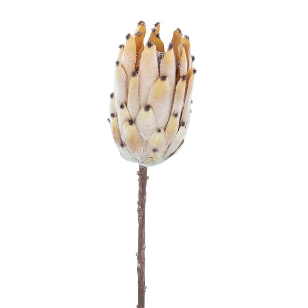 Gisela Graham Faux Beige Antiqued Protea Stem | Jarrolds, Norwich